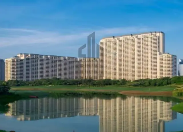 Dlf Camellias